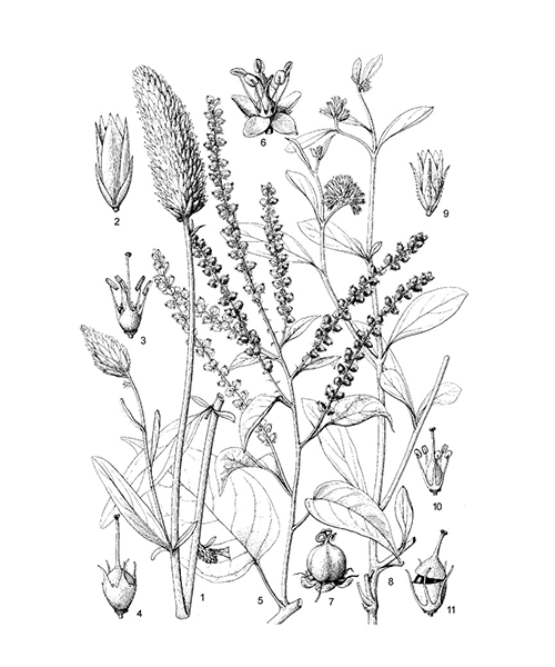 Natural compounds from  Celosia argentea